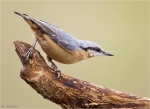 Kleiber-eurasian_nuthatch-09_08_2015.jpg