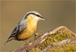 Kleiber-eurasian_nuthatch-10_03_2016.jpg