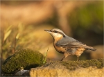 Kleiber-eurasian_nuthatch-19_Oktober_2017.jpg