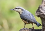 Kleiber-eurasian_nuthatch-26_06_2015.jpg