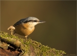 Kleiber-eurasian_nuthatch-27_10_2017.jpg