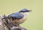 Kleiber-eurasian_nuthatch-Juni_2015.jpg