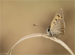 Kleiner_Feuerfalter-Lycaena_phlaeas-01_09_2018.jpg