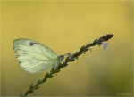 Kleiner_Kohlweissling-Pieris_rapae-11_08_2016.jpg