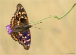 Kleiner_Schillerfalter-Apatura_ilia-August_2019.jpg