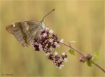Kleiner_Schillerfalter-Apatura_ilia-roetliche_Faerbung-07_07_2019.jpg