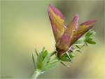 Kleiner_Weinschwaermer-Deilephila_porcellus-27_04_2020.jpg