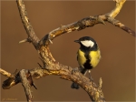 Kohlmeise-great_tit-14_03_2017.jpg