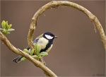 Kohlmeise-great_tit-21_03_2016.jpg