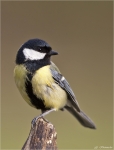 Kohlmeise-great_tit-April_2015.jpg