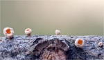 Laerchen-Nadelholzhaarbecherchen-Lachnellula_occidentalis.jpg