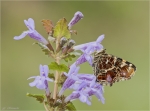 Landkaertchen-Araschnia_levana-1_Generation-auf_Gundermann-glechoma_hederacea_.jpg