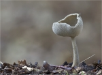 Langfuss_Lorchel-Helvella_macropus-03_10_2014.jpg