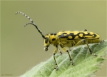 Leiterbock-Saperda_scalaris.jpg