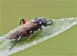 Liguster-Blattwespe-Macrophya_punctumalbum.jpg