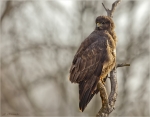 Maeusebussard-29_Januar_2017-Buteo_buteo.jpg