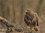 Maeusebussard-buzzard-27_01_2017.jpg