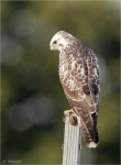 Maeusebussard-buzzard-Juli_2015.jpg