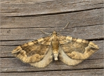 Melden-Blattspanner-Pelurga_comitata.jpg
