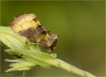 Messingeule-Diachrysia_chrysitis-Juni_2020.jpg
