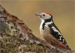 Mittelspecht-20_11_2016-middle_spotted_woodpecker.jpg