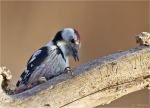 Mittelspecht-middle_spotted_woodpecker-01_12_2016.jpg