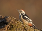 Mittelspecht-middle_spotted_woodpecker-19_01_2017.jpg