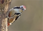 Mittelspecht-middle_spotted_woodpecker-25_12_2015.jpg