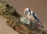 Mittelspecht-middle_spotted_woodpecker-Dez__2016.jpg