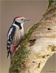 Mittelspecht_an_altem_Kirschbaum.jpg