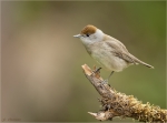 Moenchsgrasmuecke-eurasian_blackcap-Weibchen-16_04_2017.jpg