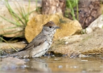 Moenchsgrasmuecke-eurasian_blackcap-Weibchen-25_04_2018.jpg