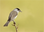 Moenchsgrasmuecke-eurasian_blackcap-maennlich-17_Juli_2016.jpg