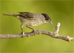 Moenchsgrasmuecke-eurasian_blackcap-male-22_06_2017.jpg