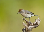 Moenchsgrasmuecke-eurasian_blackcap-weiblich-10_05_2019.jpg