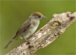 Moenchsgrasmuecke-eurasian_blackcap-weiblich-24_06_2016.jpg