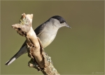 Moenchsgrasmuecke-maennlich-eurasian_blackcap-Oktober_2015.jpg