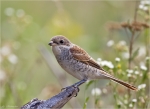 Neuntoeter-red_backed_shrike-Jungvogel-01_08_2015.jpg