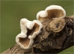 Pappel-Becherrindenschwamm-Judasoehrchen-November_2016.jpg