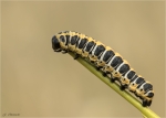 Raupe_Lattich-Moench_Cucullia_lactucae.jpg