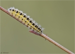 Raupe_Sechsfleck_Widderchen-Zygaena_filipendulae-Juli_2015.jpg