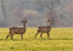 Rehe-Februar_2015.jpg