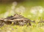 Ringelnatter_sonnt_sich-Natrix_natrix.jpg