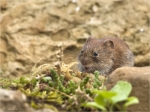 Roetelmaus-Myodes_glareolus-23_07_2016.jpg