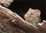 Roetelmaus-Myodes_glareolus-Blick_aus_ihrem_Versteck.jpg