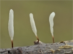 Rotbraunstieliges_Sklerotienkeulchen-Typhula_erythropus-November_2016.jpg