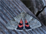 Rotes_Ordensband-Catocala_nupta~0.jpg
