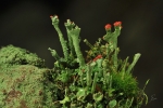 Rotfruechtige_Saeulenflechte-Cladonia_macilenta-26_11_2017.jpg
