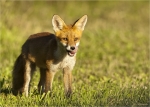Rotfuchs-08_August_2016.jpg
