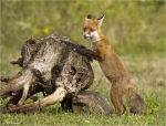 Rotfuchs-11_08_2016.jpg